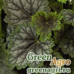 Семена Гейхера американская (Heuchera americana) "Marvelous Marble" (green) raw Произв. 1000 шт.