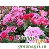 Семена Годеция Монарх  (упак-50 гр.)