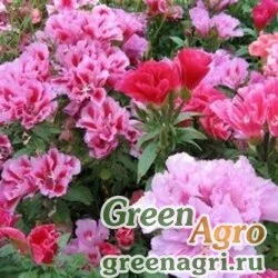 Семена Годеция Монарх  (упак-50 гр.)