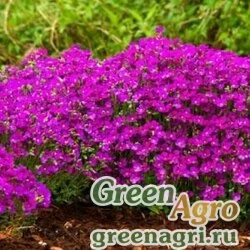 Семена Аубреция Розовая  (упак-50 гр.)