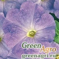 Семена Петуния многоцветковая (Petunia multiflora) "Carpet F1" (blue sky) raw 1000 шт.