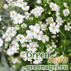 Семена Гипсофила изящная Ковент Гарден Маркет  (упак-50 гр.)