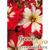 Семена Петуния крупноцветковая гофрированная (Petunia grandiflora) "Can Can F1" (harlequin cherry rose) raw 1000 шт.