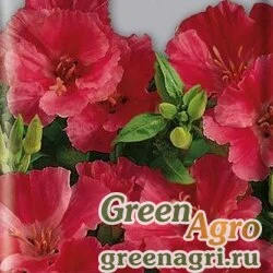 Семена Годеция крупноцветковая Лава  (упак-50 гр.)