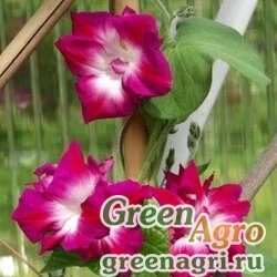 Семена Ипомея Лотерея  (упак-50 гр.)
