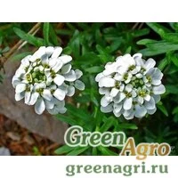 Семена Иберис зонтичный Белый  (упак-50 гр.)