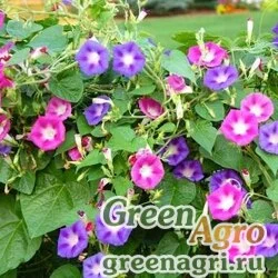 Семена Ипомея Смесь окрасок  (упак-50 гр.)