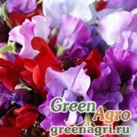 Семена Душистый горошек Роял микс  (упак-50 гр.)