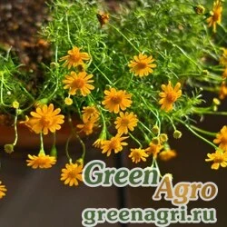 Семена Тимофилла тонколопастная (Thymophylla tenuiloba) "Sunshine" (bright yellow-orange) 1000 шт.