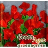 Семена Душистый горошек Спенсер красный  (упак-50 гр.)