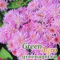 Семена Агератум Розовый шар  (упак-50 гр.)