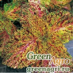 Семена Колеус Блюме (Coleus blumei) "Giant Exhibition" (marble) raw 100 шт.
