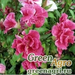 Семена Годеция крупноцветковая Метеор  (упак-50 гр.)