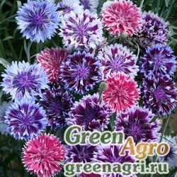 Семена Василек Фрости микс  (упак-50 гр.)