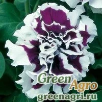 Семена Петуния крупноцветковая махровая (Petunia grandiflora) "Pirouette F1" (purple) raw 1000 шт.