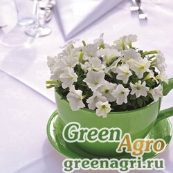 Семена Петуния мелкоцветковая (Petunia milliflora) "Picobella F1" (white) pelleted 1000 шт. Семена Петуния мелкоцветковая (Petunia milliflora) "Picobella F1" (white) pelleted 1000 шт.