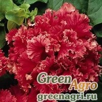 Семена Петуния крупноцветковая махровая (Petunia grandiflora) "Valentine F1" (salmon-red and white) raw 5000 шт.