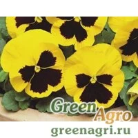 Семена Анютины глазки Райнгольд  (упак-50 гр.)
