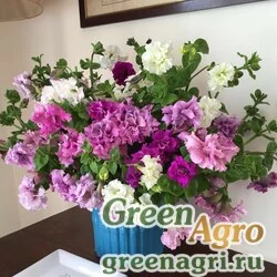Семена Петуния крупноцветковая махровая Petunia grandiflora Allegra F1 mix Raw 1000