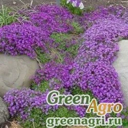 Семена Аубреция Фиолетовая  (упак-50 гр.)