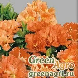 Семена Годеция крупноцветковая Оранж Глори  (упак-50 гр.)