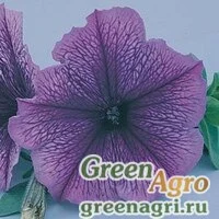 Семена Петуния многоцветковая (Petunia multiflora) "Carpet F1" (blue lace) raw 1000 шт.