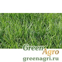 Семена Полевица побегообразующая уп 200гр (Agrostis stolonifera) "Kromi" шт. Семена Полевица побегообразующая уп 200гр (Agrostis stolonifera) "Kromi" шт.