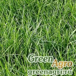 Семена Полевица побегообразующая уп 200гр (Agrostis stolonifera) "Kromi" шт.
