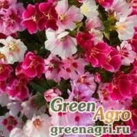 Семена Годеция Летний рай  (упак-50 гр.)