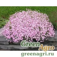 Семена Гипсофила изящная Розовая  (упак-50 гр.)