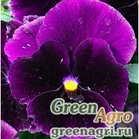 Семена Анютины глазки Бергвашт  (упак-50 гр.)