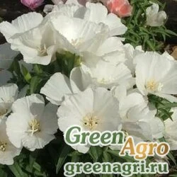 Семена Годеция крупноцветковая Вейсер Страус  (упак-50 гр.)
