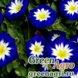 Семена Вьюнок Синее знамя  (упак-50 гр.)