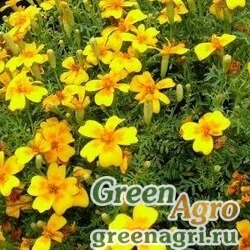 Семена Бархатцы тонколистные Золотой самоцвет  (упак-50 гр.)