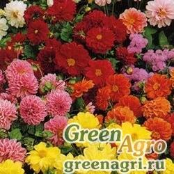 Семена Георгина Фигаро  Микс  (упак-50 гр.)