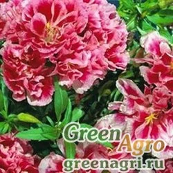 Семена Годеция крупноцветковая Рембрандт  (упак-50 гр.)