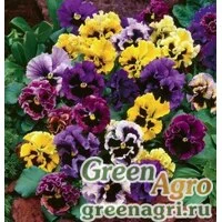 Семена Анютины глазки Викторианская смесь  (упак-50 гр.)