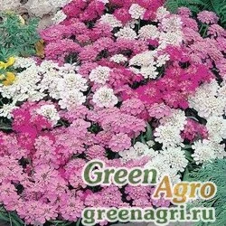 Семена Иберис зонтичный Смесь окрасок  (упак-50 гр.)