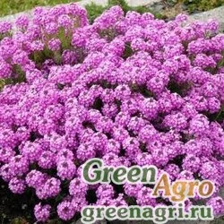 Семена Иберис зонтичный Розовый  (упак-50 гр.)
