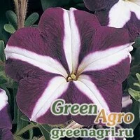 Семена Петуния многоцветковая (Petunia multiflora) "Carpet F1" (blue star) raw 1000 шт.
