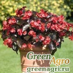 Семена Бегония бенариензис (бронзовая листва) (Begonia benariensis) "Big F1" (red bronze leaf) pelleted 250 шт.
