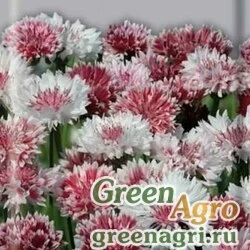 Семена Василек Сестрица Аленушка  (упак-50 гр.)