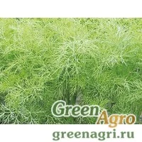 Семена Грин Cливз | Green Sleeves Пряно-вкусовые культуры