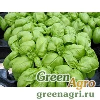 Семена Эмили | Emily Пряно-вкусовые культуры
