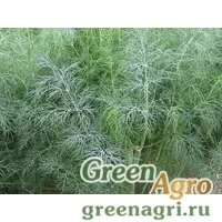 Семена Голдкрон Goldkrone Пряно-вкусовые культуры