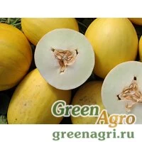 Семена Игназио F1 | Egnazio Дыня