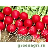 Семена Селеста F1 | Celesta