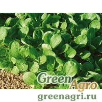 Семена Ювалон | Juwallon* Корн Салат