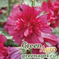 Семена Мальва (Штокроза) розовая (Alcea rosea annua) "Spring Celebrities" (Carmine-rose) raw 1000 шт.