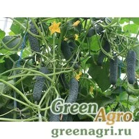 Семена Седрик F1 | Cedrik Огурец